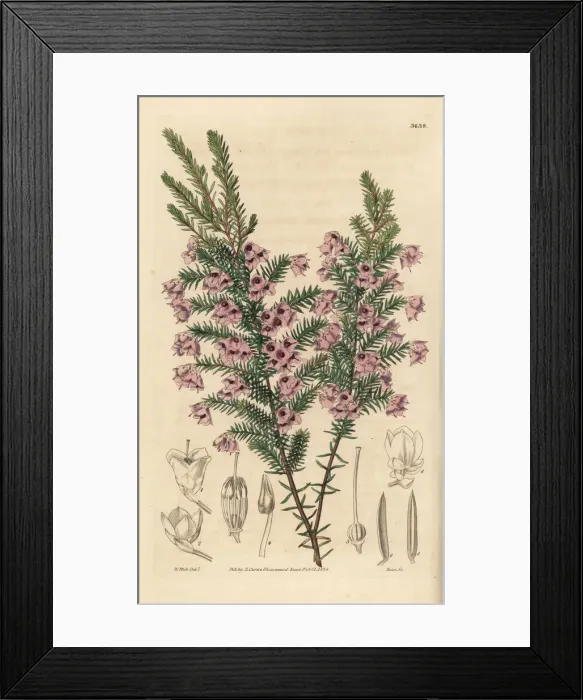 Framed Print : Drooping round-headed heath, Erica florida var. campanulata Framed Print : Drooping round-headed heath, Erica florida var. campanulata
