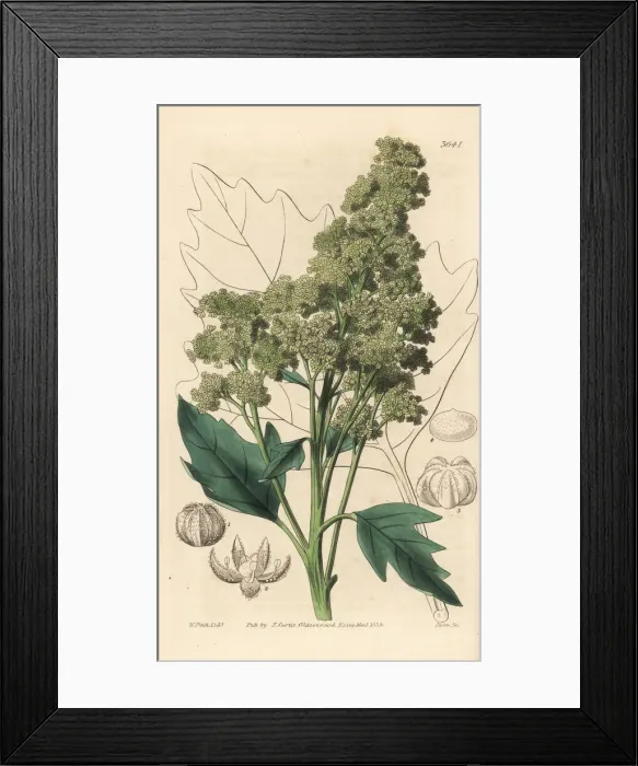 Framed Print : Useful quinoa, Chenopodium quinoa