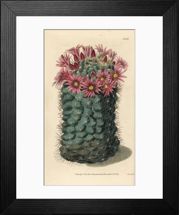 Framed Print : Dark green mammillaria cactus, Mammillaria atrata Framed Print : Dark green mammillaria cactus, Mammillaria atrata