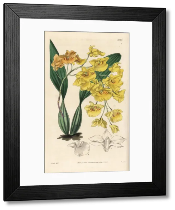 Framed Print : Dendrobium lindleyi orchid Framed Print : Dendrobium lindleyi orchid