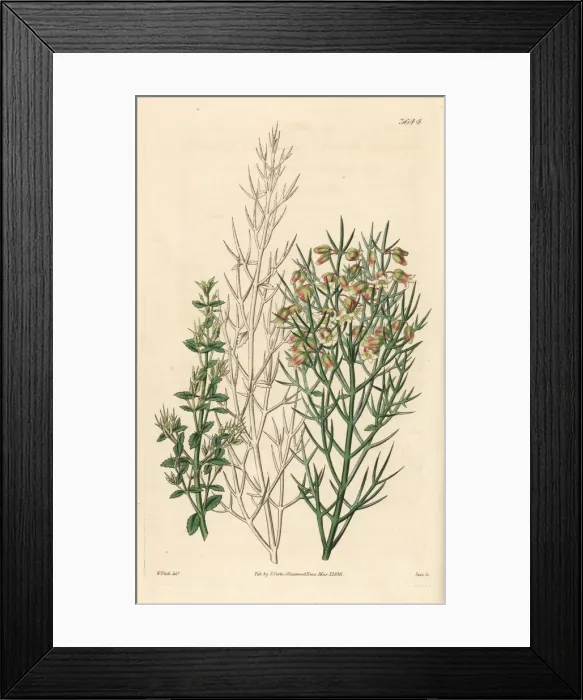 Framed Print : Bristling colletia, Colletia horrida Framed Print : Bristling colletia, Colletia horrida