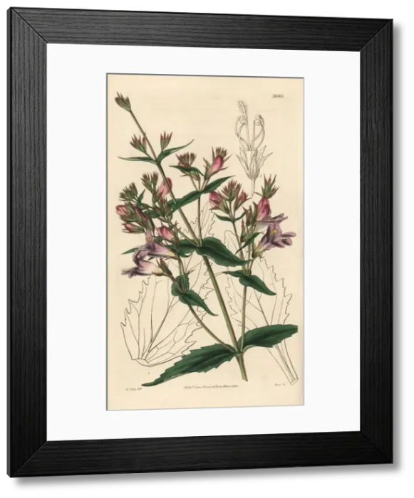 Framed Print : Spreading penstemon, Pentstemon diffusum Framed Print : Spreading penstemon, Pentstemon diffusum
