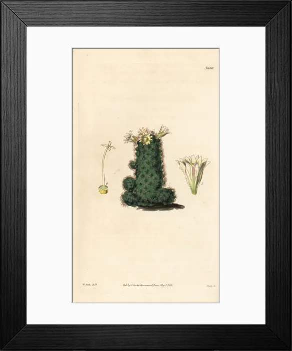 Framed Print : Taper mammillaria cactus, Mammillaria tenuis Framed Print : Taper mammillaria cactus, Mammillaria tenuis