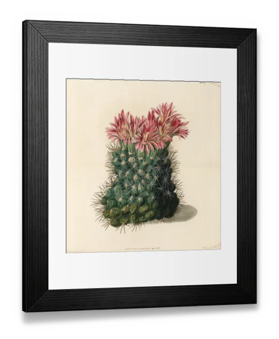 Framed Print : Copious flowering mammillaria cactus, Mammillaria floribunda Framed Print : Copious flowering mammillaria cactus, Mammillaria floribunda