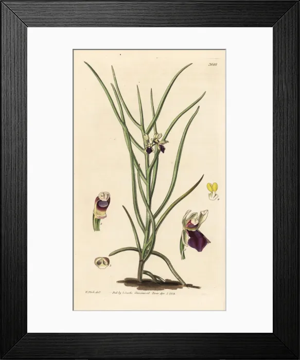 Framed Print : Luisia tristis orchid Framed Print : Luisia tristis orchid