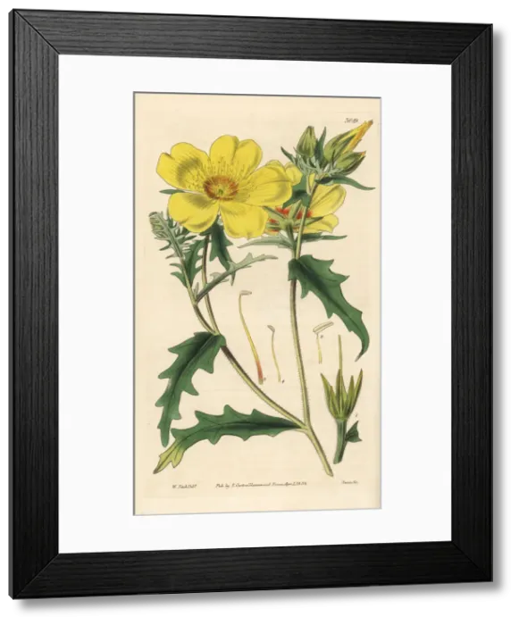 Framed Print : Golden bartonia, Bartonia aurea Framed Print : Golden bartonia, Bartonia aurea