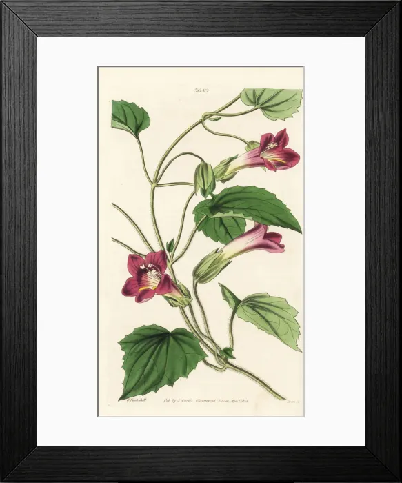 Framed Print : Climbing snapdragon vine, Lophospermum scandens Framed Print : Climbing snapdragon vine, Lophospermum scandens