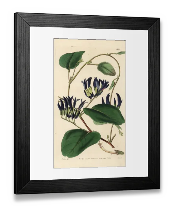 Framed Print : Black kennedia, Kennedia nigricans Framed Print : Black kennedia, Kennedia nigricans