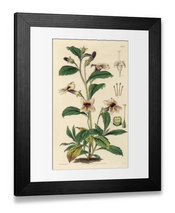 Framed Print : Rehmannia glutinosa Framed Print : Rehmannia glutinosa