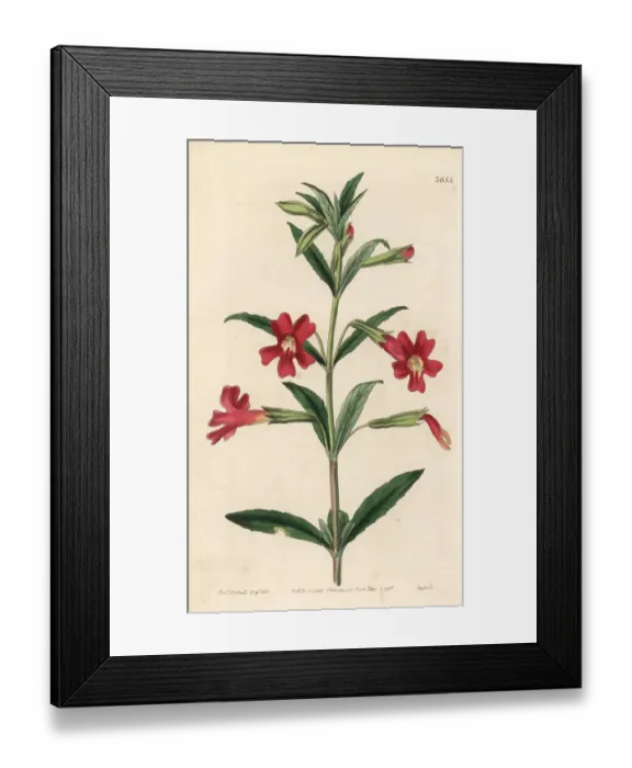Framed Print : Scarlet-flowered diplacus, Diplacus glutinosus Framed Print : Scarlet-flowered diplacus, Diplacus glutinosus