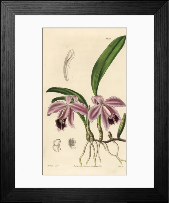 Framed Print : Dwarf sophronitis orchid, Cattleya pumila Framed Print : Dwarf sophronitis orchid, Cattleya pumila
