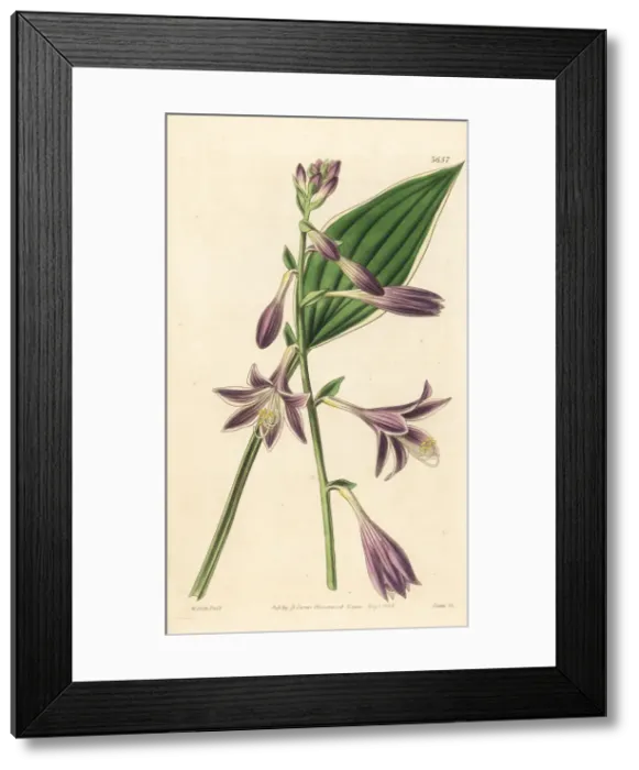 Framed Print : Variegated funckia, Funckia albo-marginata Framed Print : Variegated funckia, Funckia albo-marginata