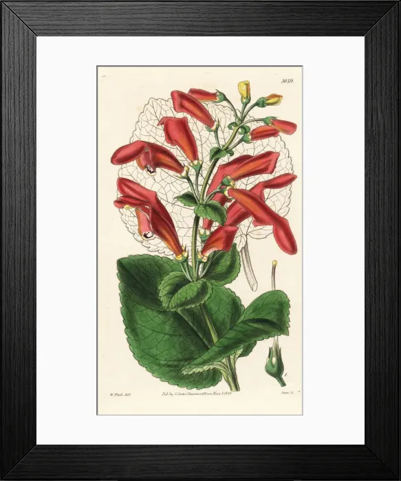 Framed Print : Gesneria fascialis Framed Print : Gesneria fascialis