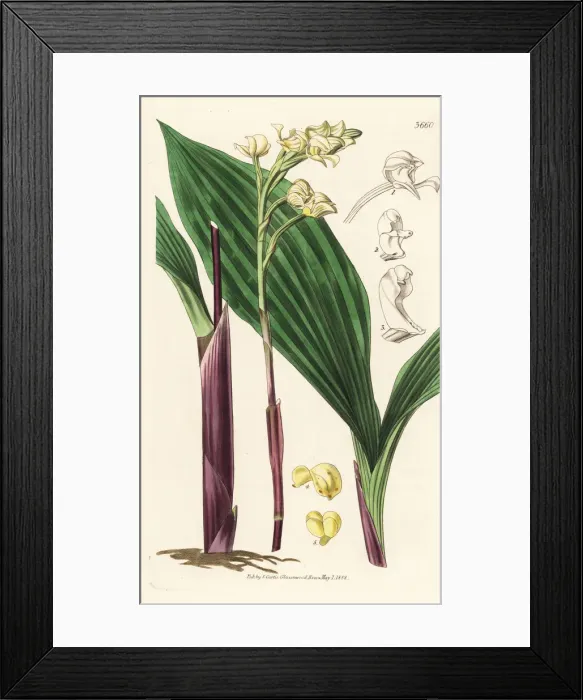 Framed Print : Govenia utriculata orchid Framed Print : Govenia utriculata orchid