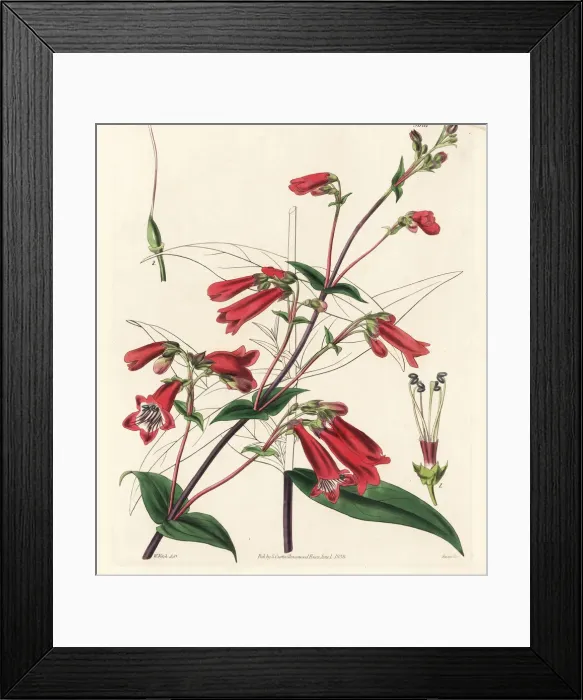 Framed Print : Penstemon gentianoides Framed Print : Penstemon gentianoides