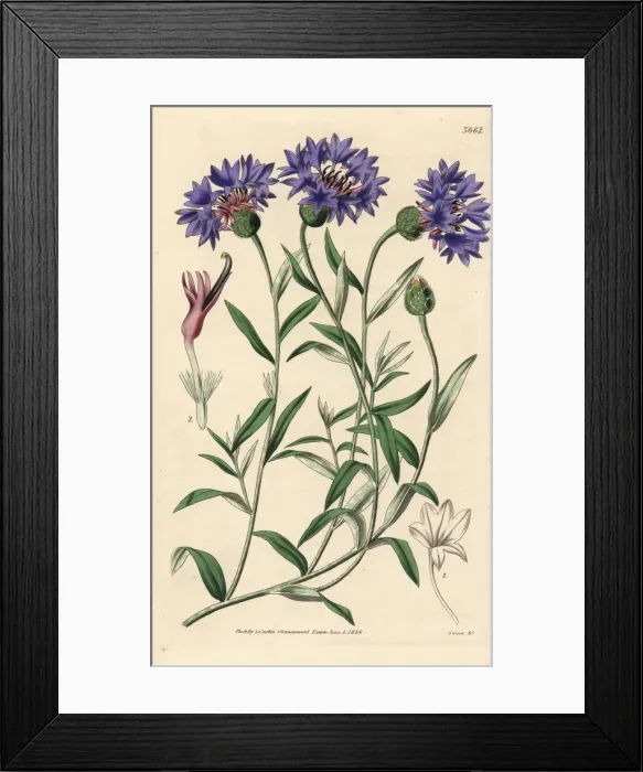 Framed Print : Cyanus depressus Framed Print : Cyanus depressus