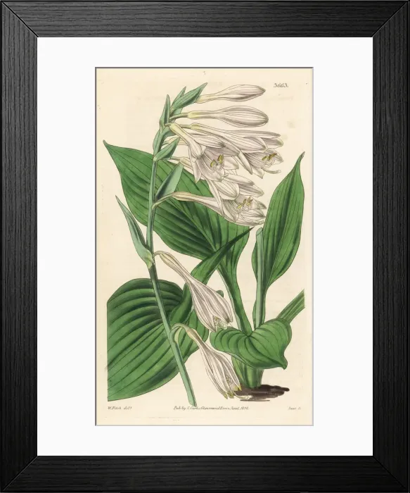 Framed Print : Hosta sieboldii Framed Print : Hosta sieboldii