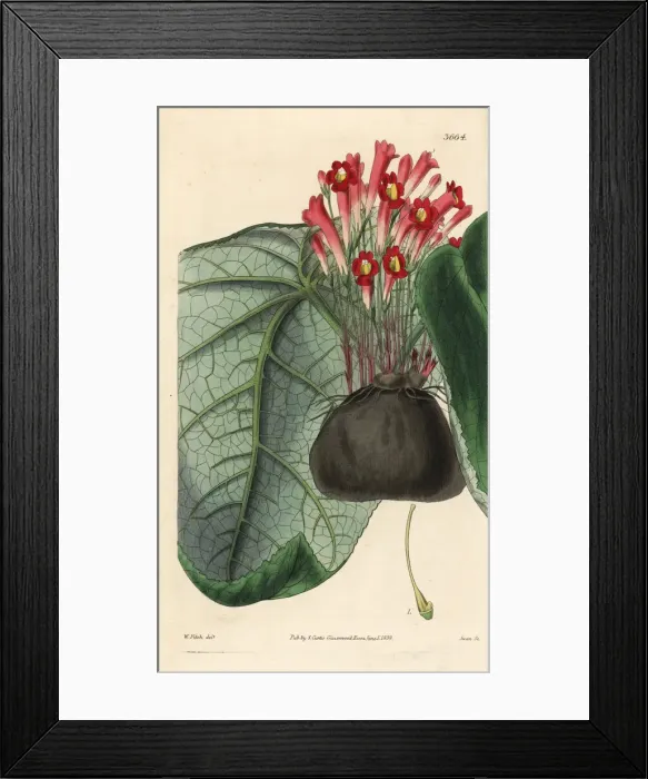 Framed Print : Gesneria tuberosa Framed Print : Gesneria tuberosa