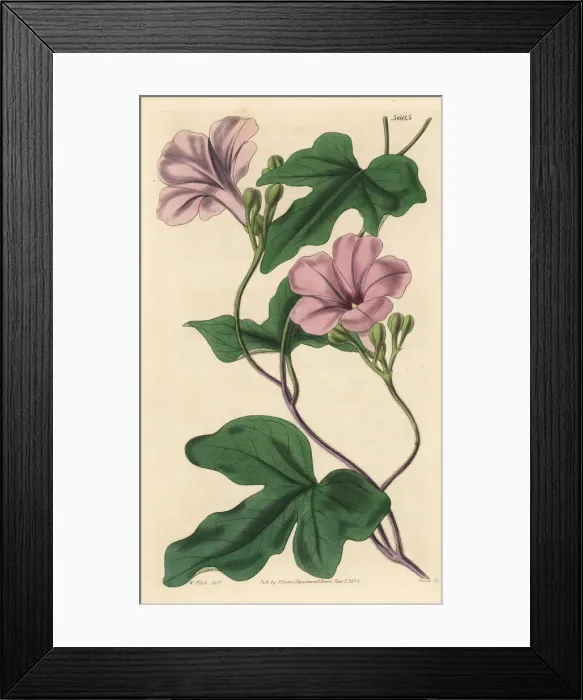 Framed Print : Buenos Aires morning glory, Ipomoea bonariensis Framed Print : Buenos Aires morning glory, Ipomoea bonariensis