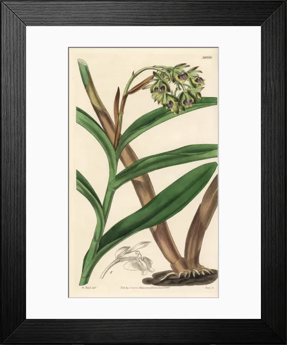 Framed Print : Dingy epidendrum orchid, Epidendrum anceps Framed Print : Dingy epidendrum orchid, Epidendrum anceps