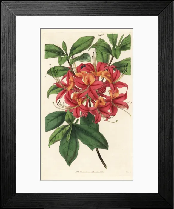 Framed Print : Sparkling rhododendron, Rhododendron nudiflorum Framed Print : Sparkling rhododendron, Rhododendron nudiflorum