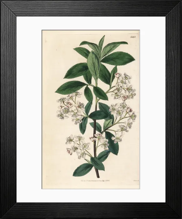 Framed Print : Chokeberry, Aronia arbutifolia Framed Print : Chokeberry, Aronia arbutifolia