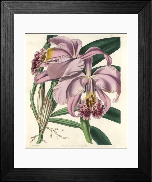 Framed Print : Mrs Moss superb cattleya or easter orchid, Cattleya mossiae Framed Print : Mrs Moss superb cattleya or easter orchid, Cattleya mossiae