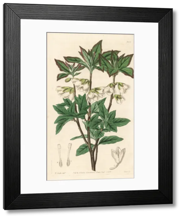 Framed Print : White flowered rhodendron, Rhododendron albiflorum Framed Print : White flowered rhodendron, Rhododendron albiflorum