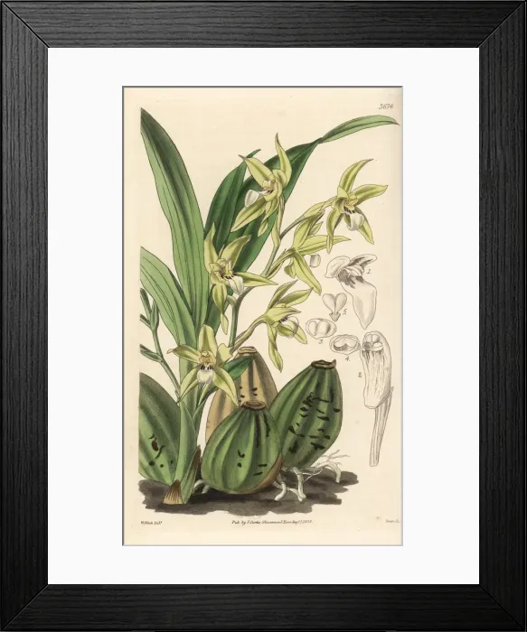 Framed Print : Murrays neogardneria, Neogardneria murrayana Framed Print : Murrays neogardneria, Neogardneria murrayana