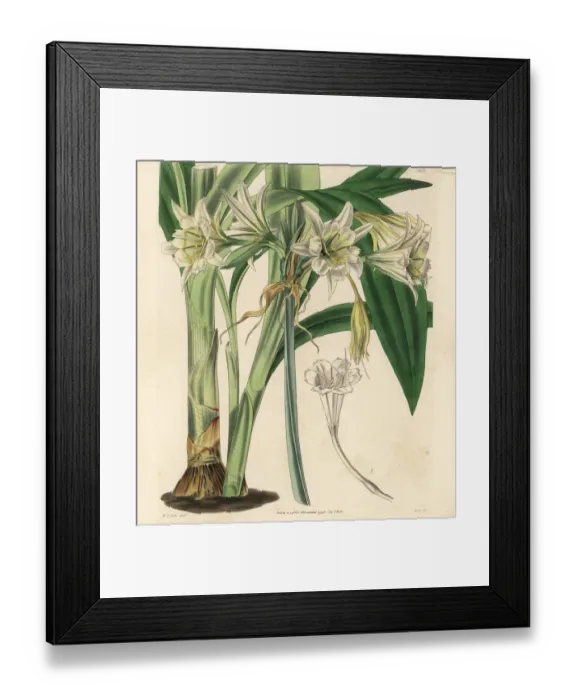Framed Print : Peruvian daffodil, Ismene pedunculata Framed Print : Peruvian daffodil, Ismene pedunculata