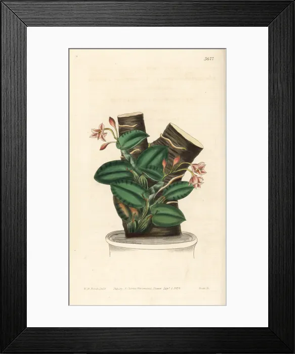 Framed Print : Nodding sophonitis orchid, Cattleya cernua Framed Print : Nodding sophonitis orchid, Cattleya cernua