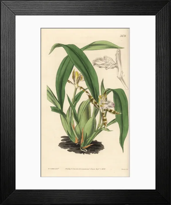 Framed Print : Variegated aspasia orchid, Aspasia varigata Framed Print : Variegated aspasia orchid, Aspasia varigata