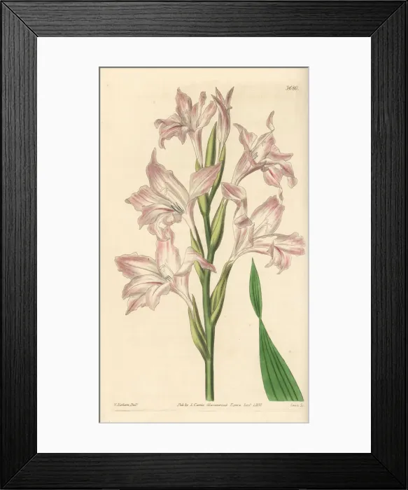 Framed Print : Painted lady gladiolus, Gladiolus carneus Framed Print : Painted lady gladiolus, Gladiolus carneus