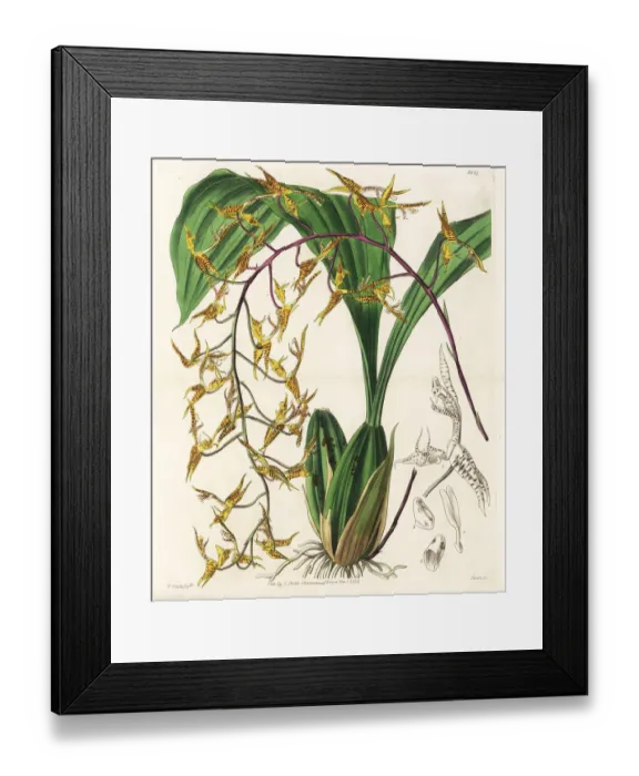 Framed Print : Spotted gongora orchid, Gongora maculata Framed Print : Spotted gongora orchid, Gongora maculata