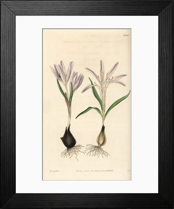 Framed Print : Colchicum trigynum