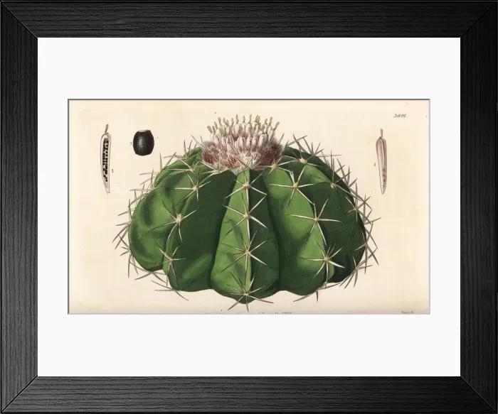 Framed Print : Melocactus violaceus, vulnerable Framed Print : Melocactus violaceus, vulnerable