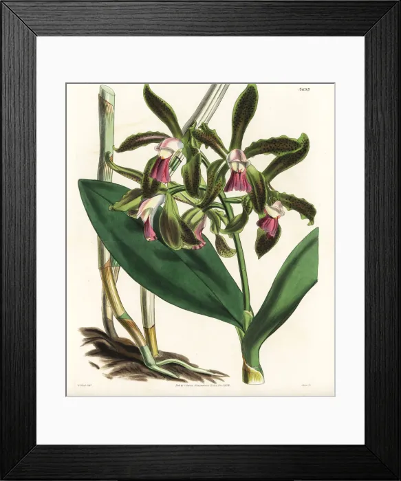 Framed Print : Lord Edward Russells spotted cattleya orchid Framed Print : Lord Edward Russells spotted cattleya orchid