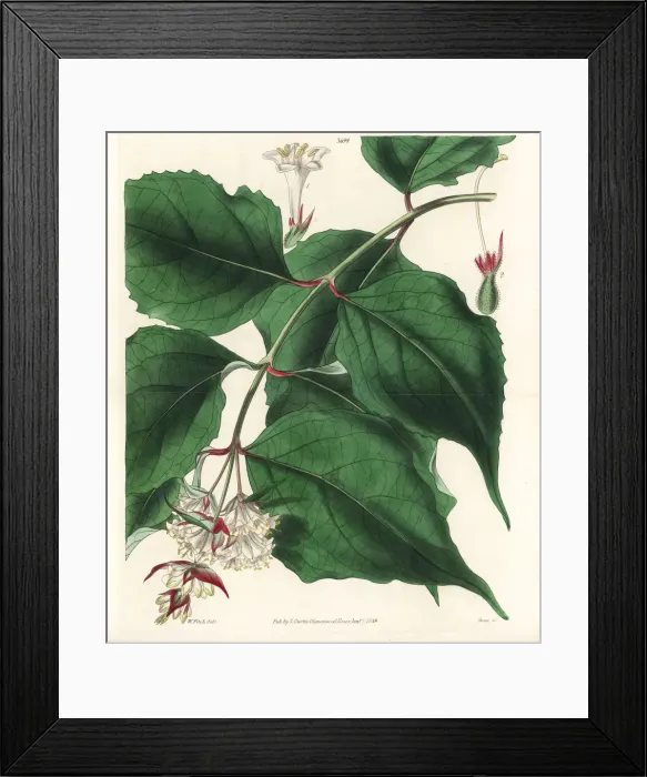 Framed Print : Himalayan honeysuckle, Leycesteria formosa Framed Print : Himalayan honeysuckle, Leycesteria formosa
