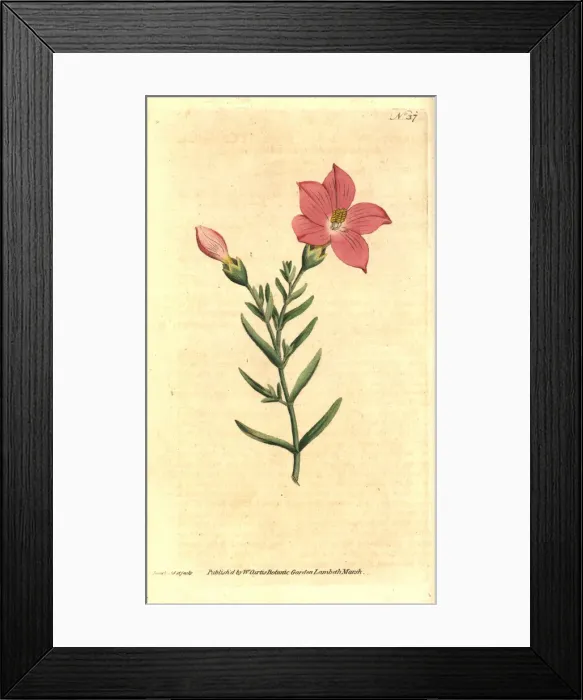Framed Print : Orphium frutescens Framed Print : Orphium frutescens