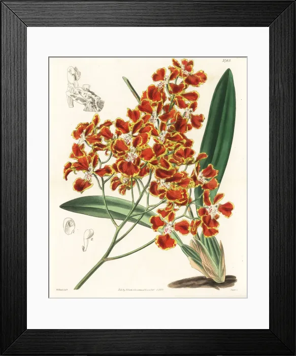 Framed Print : Gomesa forbesii orchid Framed Print : Gomesa forbesii orchid