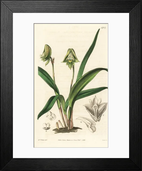 Framed Print : Polystachya galeata orchid Framed Print : Polystachya galeata orchid