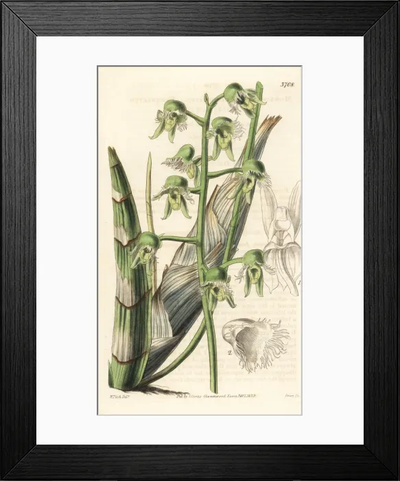 Framed Print : Catasetum gardneri orchid Framed Print : Catasetum gardneri orchid