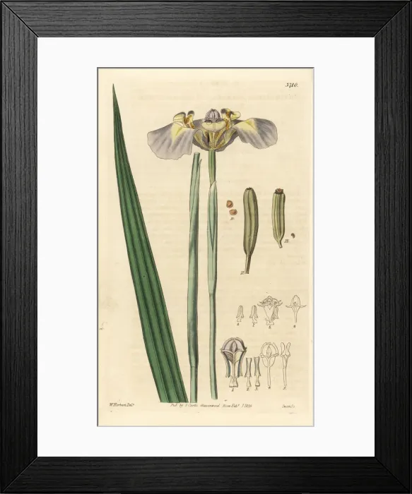 Framed Print : Phalocallis coelestis Framed Print : Phalocallis coelestis