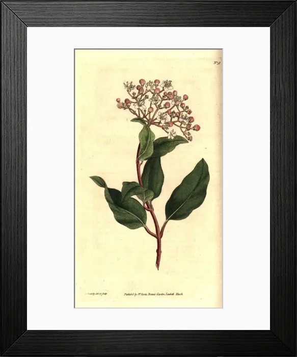Framed Print : Common laurustinus, Viburnum tinus Framed Print : Common laurustinus, Viburnum tinus