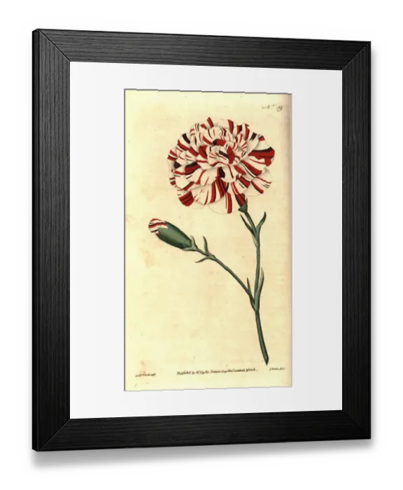 Framed Print : Franklins tartar, scarlet bizarre carnation Framed Print : Franklins tartar, scarlet bizarre carnation