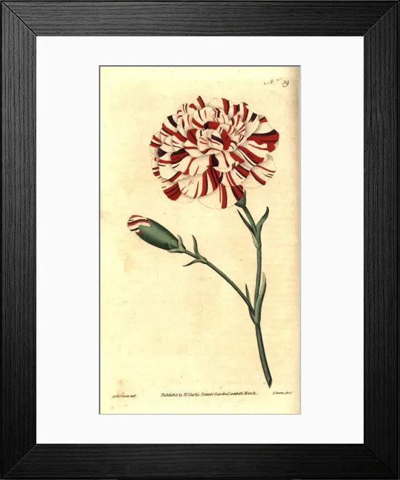 Framed Print : Franklins tartar, scarlet bizarre carnation Framed Print : Franklins tartar, scarlet bizarre carnation