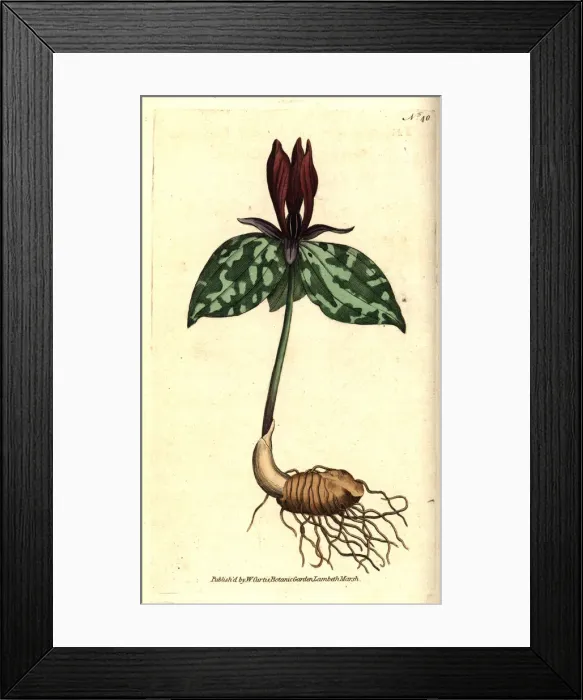 Framed Print : Toadshade or sessile trillium, Trillium sessile Framed Print : Toadshade or sessile trillium, Trillium sessile