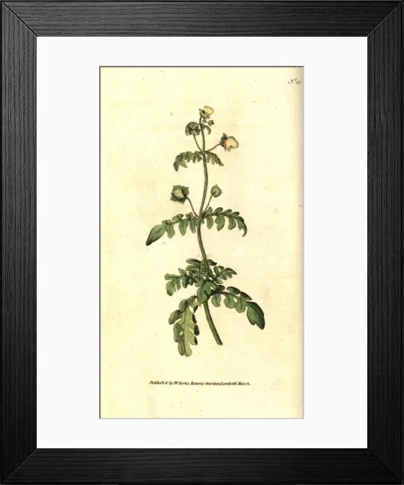 Framed Print : Pinnated slipper-wort, Calceolaria pinnata Framed Print : Pinnated slipper-wort, Calceolaria pinnata
