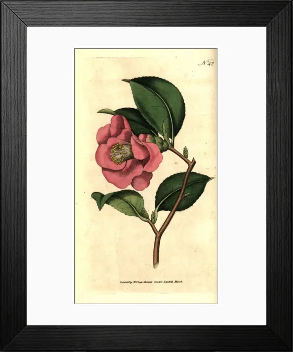Framed Print : Rose camellia, Camellia japonica Framed Print : Rose camellia, Camellia japonica