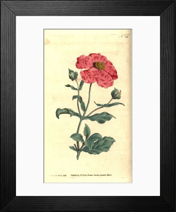 Framed Print : Hoary cistus or rose cistus, Cistus incanus Framed Print : Hoary cistus or rose cistus, Cistus incanus